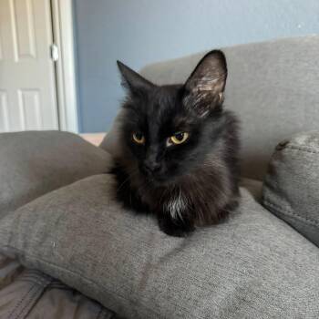 Shadow -  Domestic Long Hair Cat for Adoption in San Tan Valley, Arizona - Shadow | PetCurious