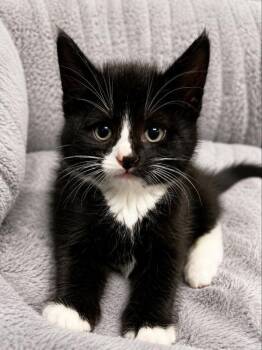 Jellybean -  Domestic Short Hair and Tuxedo Cat Available for Adoption in Skyline, Minnesota - Jellybean | PetCurious