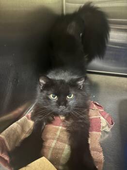 Mischief -  Domestic Long Hair Cat for Adoption in Worcester, Massachusetts - Mischief | PetCurious