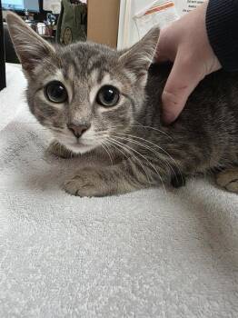 CHET -  Domestic Short Hair Cat for Adoption in Aliquippa, Pennsylvania - CHET | PetCurious