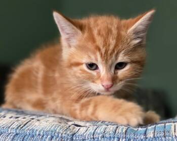 Domestic Short Hair Cats Available for Adoption in Mission Viejo, California - Disco | PetCurious