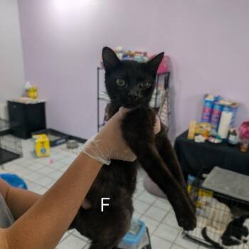 Bee -  Domestic Short Hair Cat for Adoption in West Plains, Missouri - Bee | PetCurious