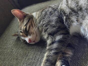 Static (Available for pre-adoption) -  Domestic Short Hair Cat for Adoption in Camden, South Carolina - Static (Available For Pre-adoption) | PetCurious