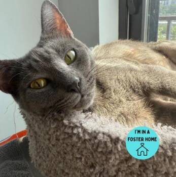 Rescue Domestic Short Hair Cats for Adoption in Philadelphia, Pennsylvania - Cashew | PetCurious
