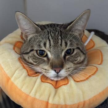 Bruno Mars -  Domestic Short Hair Cat for Adoption in Dearborn, Michigan - Bruno Mars | PetCurious