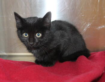 Rescue Domestic Short Hair Cats for Adoption in Prattville, Alabama - Baxter - 42749 | PetCurious