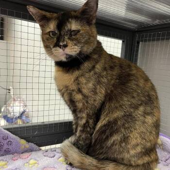 Sioux -  Domestic Short Hair Cat for Adoption in Buffalo, New York - Sioux | PetCurious