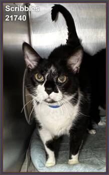 Scribbles (668) -  Domestic Short Hair Cat for Adoption in Marietta, Georgia - Scribbles (668) | PetCurious