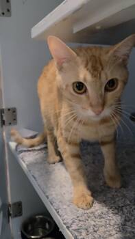 California Roll -  Domestic Short Hair Cat for Adoption in Charleston, South Carolina - California Roll | PetCurious