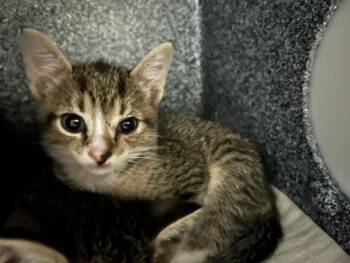 A382660 -  Domestic Short Hair Cat for Adoption in Ocala, Florida - A382660 | PetCurious