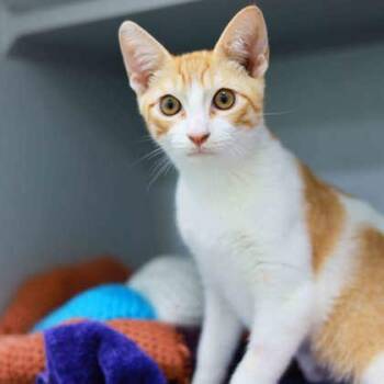 Bellybutton -  Domestic Short Hair Cat for Adoption in Atlanta, Georgia - Bellybutton | PetCurious