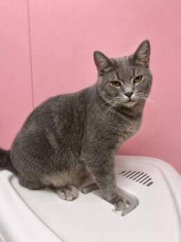 Stumpy -  Domestic Short Hair Cat Available for Adoption in Sunbright, Tennessee - Stumpy | PetCurious