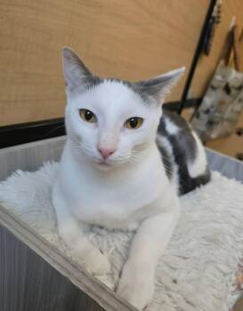 Ginny -  Domestic Short Hair Cat for Adoption in Warr Acres, Oklahoma - Ginny | PetCurious