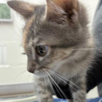 Twix -  Domestic Short Hair Cat for Adoption in Corpus Christi, Texas - Twix | PetCurious