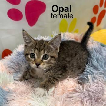 American Shorthair Cats Available for Adoption - Opal | PetCurious