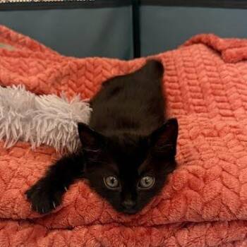 Olivia -  Domestic Short Hair Cat for Adoption in Chattanooga, Tennessee - Olivia | PetCurious