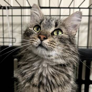Domestic Medium Hair Cats Available for Adoption in Matteson, Illinois - Harmony | PetCurious