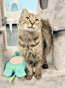 Portobello aka Little Ear -  Domestic Long Hair Cat for Adoption in Covington, Louisiana - Portobello Aka Little Ear | PetCurious