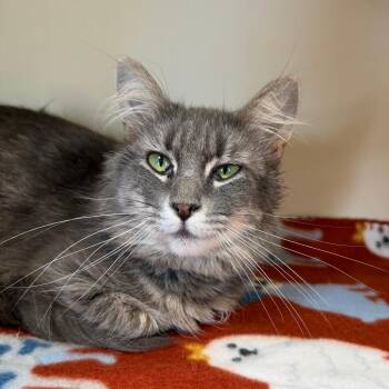 Domestic Short Hair Cats Available for Adoption in Cody, Wyoming - Almond | PetCurious