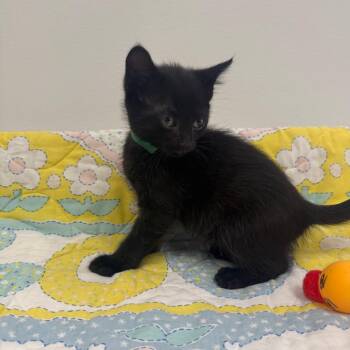 Domestic Short Hair Cats Available for Adoption in Houston, Texas - Ari-green | PetCurious