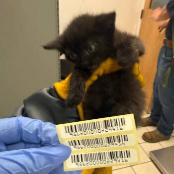 McQueen -  Domestic Medium Hair Cat for Adoption in Charleston, West Virginia - McQueen | PetCurious