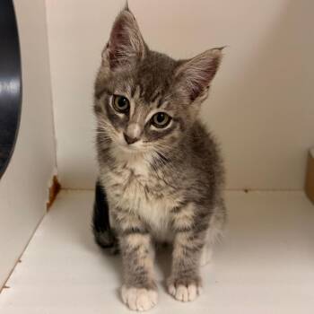 KC -  Domestic Medium Hair Cat for Adoption in Reno, Nevada - KC | PetCurious