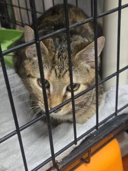 Oasis -  Domestic Short Hair Cat for Adoption in Salisbury, Maryland - Oasis | PetCurious