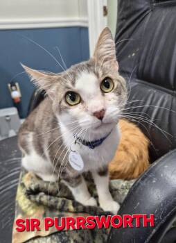 Sir Purrsworth -  Domestic Short Hair Cat for Adoption in Rome, Georgia - Sir Purrsworth | PetCurious