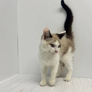 Rescue Siamese and Snowshoe Cats for Adoption in Dayton, Ohio - Yaakov | PetCurious