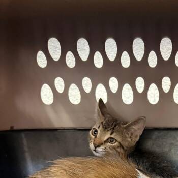 1252-C26 -  Domestic Short Hair Cat for Adoption in Port Charlotte, Florida - 1252-C26 | PetCurious