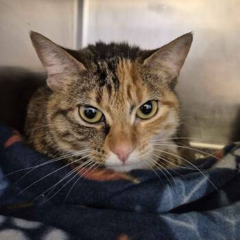 Rescue Domestic Short Hair Cats for Adoption in Gloucester, Virginia - Flora | PetCurious