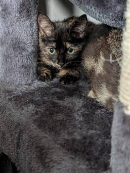 Oreana -  Domestic Short Hair Cat for Adoption in Virginia Beach, Virginia - Oreana | PetCurious