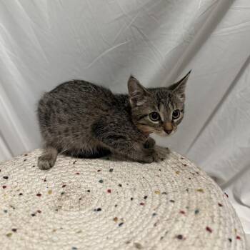 Bronte -  Domestic Short Hair Cat for Adoption in Hoffman Estates, Illinois - Bronte | PetCurious