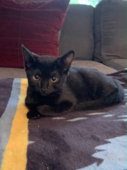 Moira -  Domestic Short Hair Cat for Adoption in Los Angeles, California - Moira | PetCurious