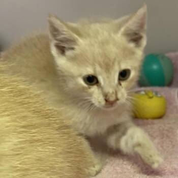 Piggles -  Domestic Short Hair Cat for Adoption in Harrisonburg, Virginia - Piggles | PetCurious