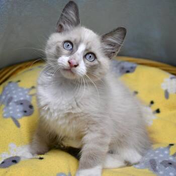 Miso -  Domestic Short Hair Cat for Adoption in Beaumont, Texas - Miso | PetCurious