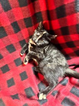 Snapple -  Domestic Short Hair Cat for Adoption in Shelbyville, Tennessee - Snapple | PetCurious