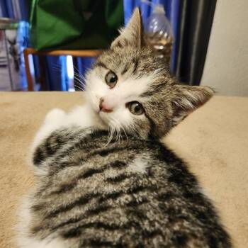 Domestic Short Hair Cats Available for Adoption - Sleet | PetCurious