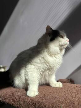 Rescue Domestic Long Hair Cats for Adoption in West Lafayette, Indiana - Roger (cat Café) | PetCurious