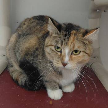 Working cat-Sophia -  Domestic Short Hair Cat for Adoption in Billings, Montana - Working Cat-Sophia | PetCurious
