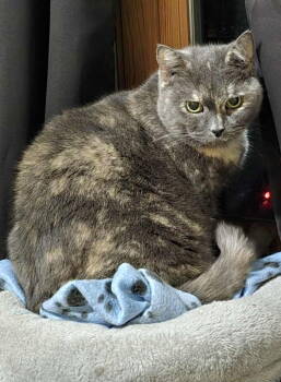 Rescue Domestic Short Hair Cats for Adoption in Rochester, New Hampshire - Sarah | PetCurious