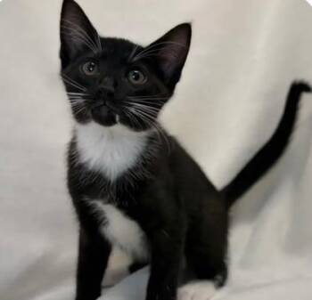 Domestic Short Hair Cats Available for Adoption in Fairfax, Virginia - Callie | PetCurious