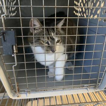 Jennifer -  Domestic Short Hair Cat Available for Adoption in West Palm Beach, Florida - Jennifer | PetCurious