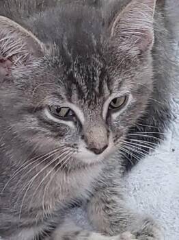 Rescue Domestic Medium Hair Cats for Adoption in Liverpool, Texas - Buddy | PetCurious