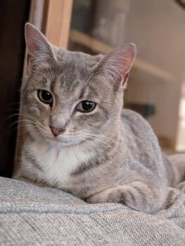 Tabby Cats Available for Adoption - Jack (Tiff-fostered In New England) | PetCurious