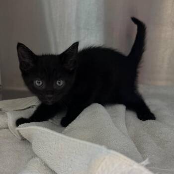Tobias -  Domestic Short Hair Cat for Adoption in Englewood, Florida - Tobias | PetCurious