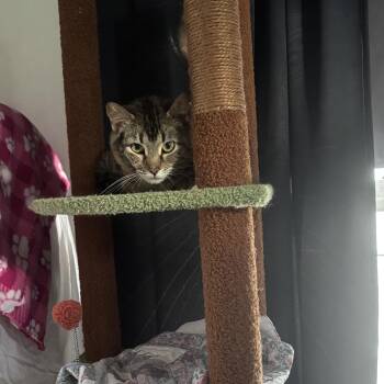 Domestic Short Hair Cats Available for Adoption in Ben Avon, Pennsylvania - SHANIA | PetCurious