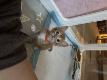 Jawbreaker -  Domestic Short Hair Cat for Adoption in Fruit Heights, Utah - Jawbreaker | PetCurious