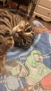Titan Girl -  Tabby and Domestic Short Hair Cat for Adoption in Dallas, Texas - Titan Girl | PetCurious