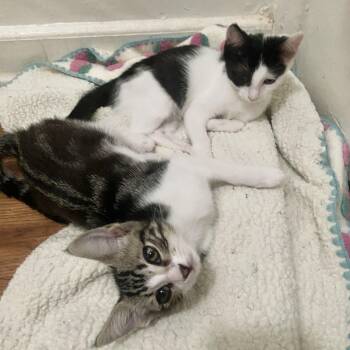 Rescue Domestic Short Hair Cats for Adoption in Los Angeles, California - Dolly And Cowgirl | PetCurious